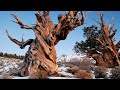Top 1o oldest trees in the world  top 5 biggest trees on earth