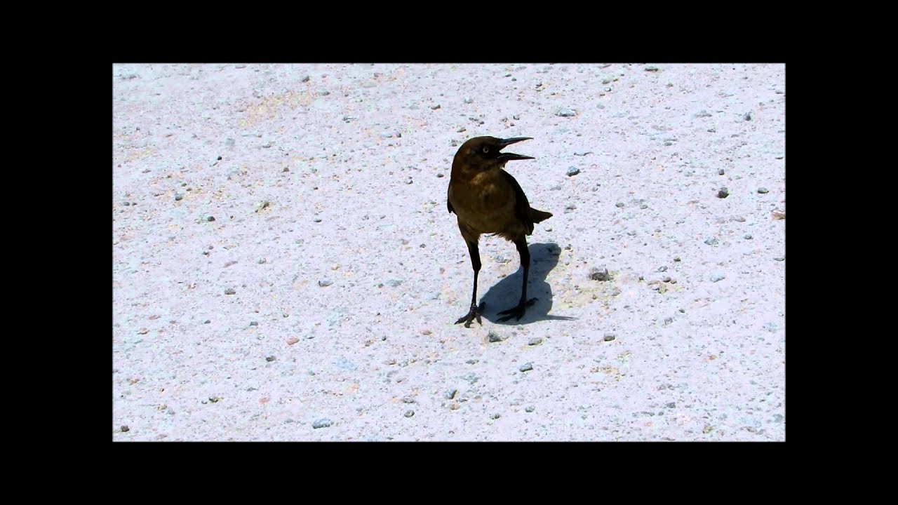 Female Grackle with Beak Open