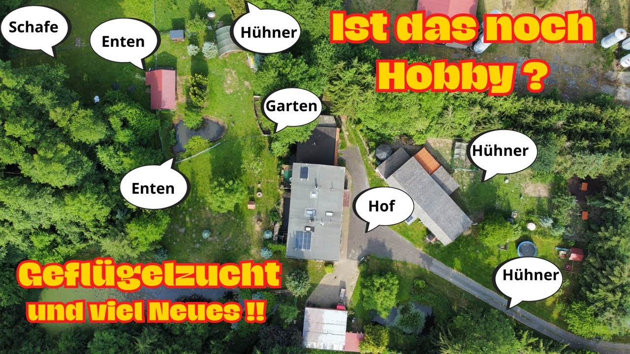 Geflügelzucht - alle Einblicke mit großem Hof Rundgang #chicken #foryou