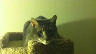 Angry cat attacks camera