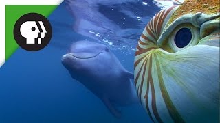Baby Dolphin Meets Spy Nautilus
