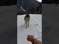 Встреча с волком