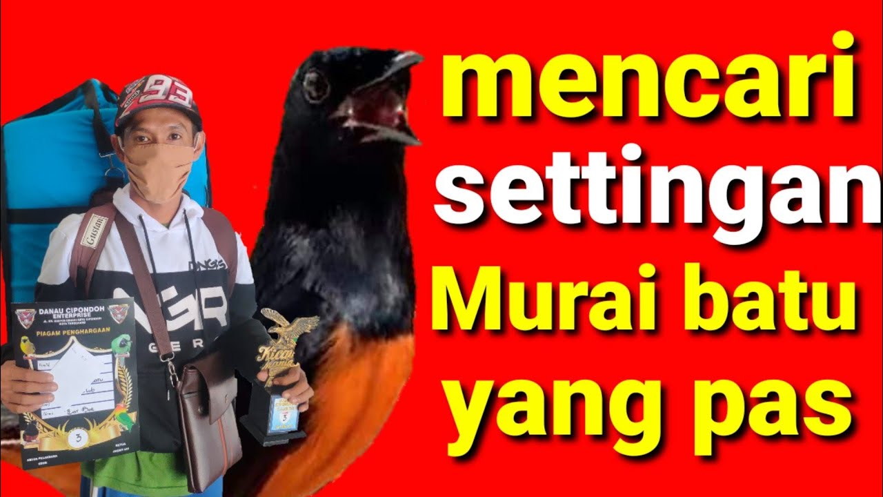 settingan murai batu yang pas
