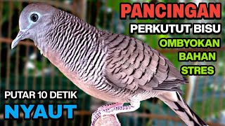 Perkutut Lokal Gacor Suara Besar Pancingan Burung Perkutut Agar Cepat Bunyi.