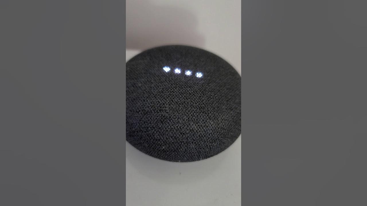 Google Home vs Alexa What is the animal of the day? YouTube