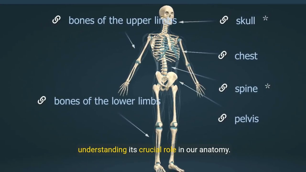 Explore the Human Skeletal System: A Comprehensive Guide to Every Bone