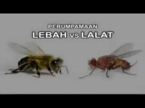 Video: Perbezaan Antara Lebah Dan Lalat