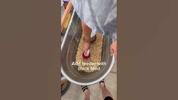 7 Things You Need to Set Up For Baby Chicks #chicken #hen #babychick #brooder #chickens #hobbyfarm