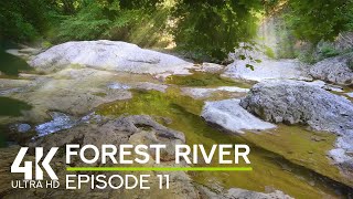Không khí 4K của Forest River vào một ngày hè đầy nắng ASMR thiên nhiên giúp screenshot 5