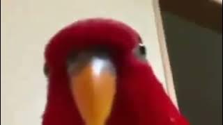 red bird meme