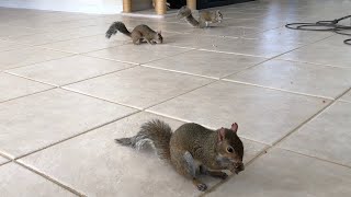 Seymour, Sabrina, And Serena Snacking Together