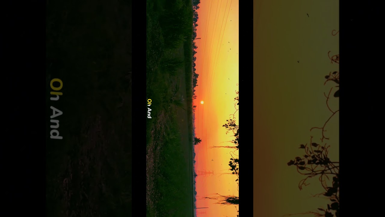 dandelions 💗✨ #photography  #aesthetic #nature  #sunset #love #song #sky #explore  #cinematic #edit