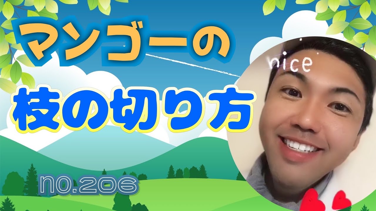 マンゴー栽培 枝の切り方 Youtube