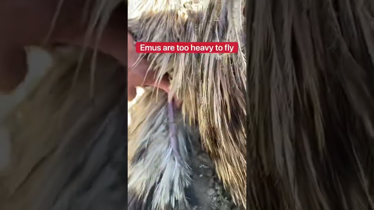 Do Emus Travel In Packs Do Emus Travel In Packs