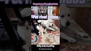 Gentle teasing tactics designed solely to rouse kitty irritation. #Cat#dog
