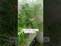 Tiny plants, big joy 🌿✨ #GreenTherapy #gardeningwithshivani05 #shorts #motivation