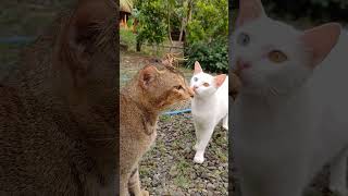 CUTE CATS ... I LOVE YOU #funny #cat #cute #love #חיות #penguin #cuteanimals #eu