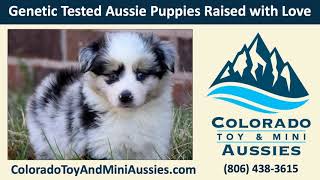 #1 Best Mini and Toy Aussies breeder in Colorado
