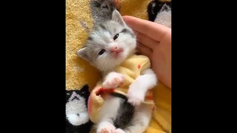 Baby Cats - Cute Funny Videos Compilation #shorts
