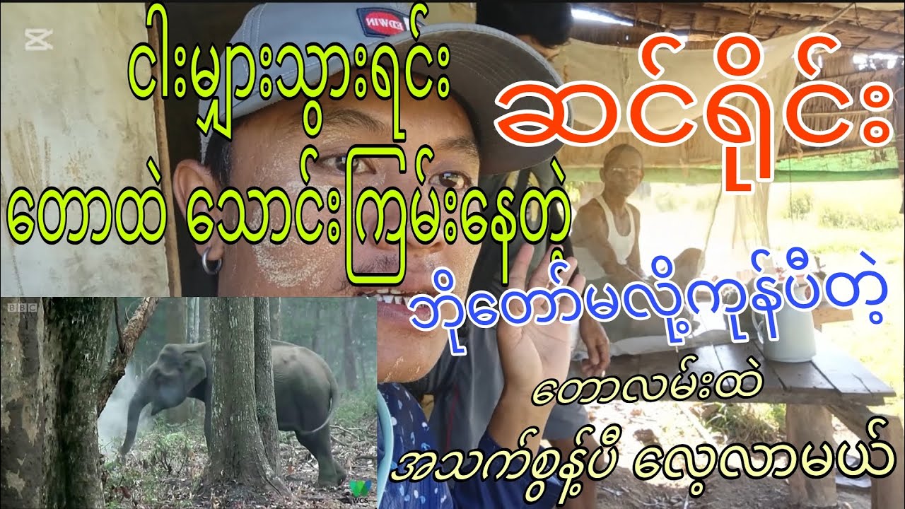 ငါးမျှားသွားရင်း တောထဲသောင်းကြမ်းနေတဲ့ ဆင်ရိုင်း၊ wow 😲#naturalfishing #naturallife #elephant