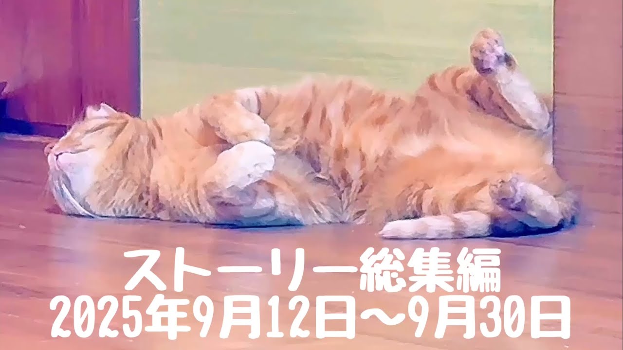 Story Compilation September 12th - September 30th, 2025 - YouTube