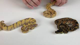 Famous 2017 Ball Pythons video 1 Net Worth