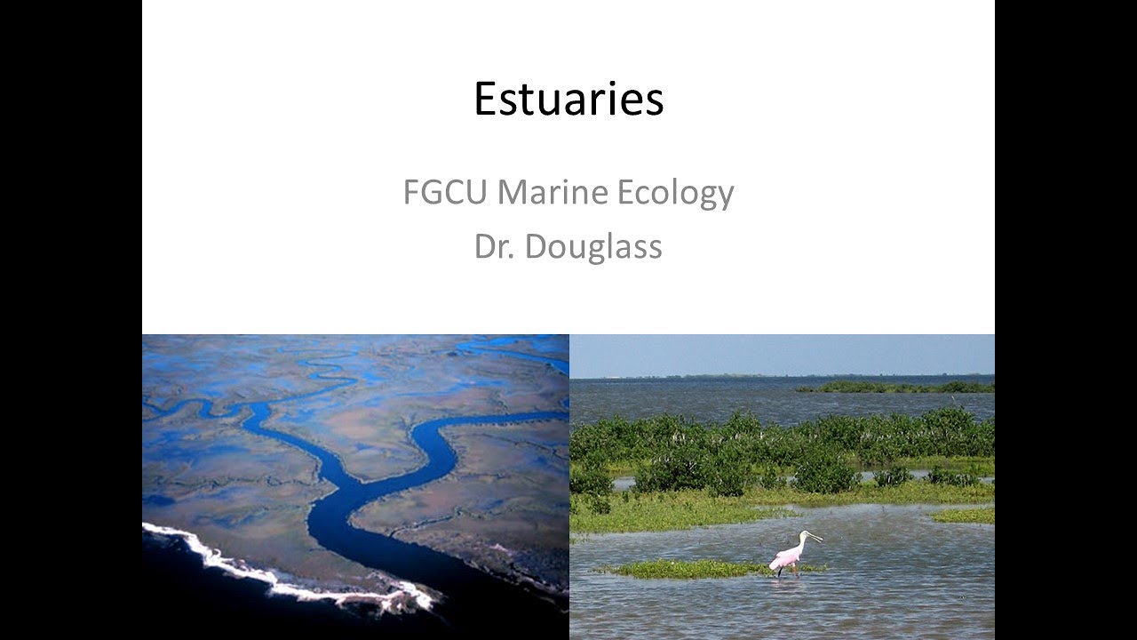 Marine Ecology Lecture Estuaries YouTube