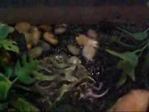 video phone beyonce mp3 Bulbasuar's secound pinky