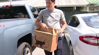 ‘Living nightmare’: At least 13 cats killed in fire at Pet Alliance of Greater Orlando | WFTV
