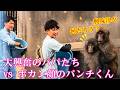 【えっ、一体何事?】今日の鹿野さんと鹿野さん飼育員さんたちはすごく楽しそうでハイテンションだけど、何かあったのかな?ポカン顔のパンチくんともえちゃん。(笑)🤣#パンチくん