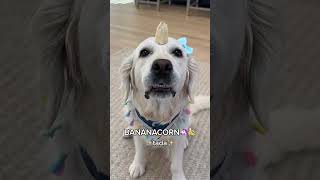 My Dog Teaches you how to Eat a Banana!