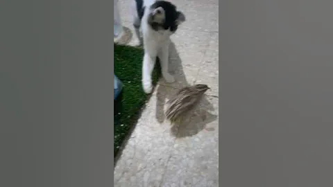 Video 11301051: cat hunting, pets