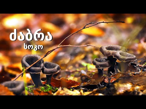 ძაბრა სოკო - Craterellus cornucopioides