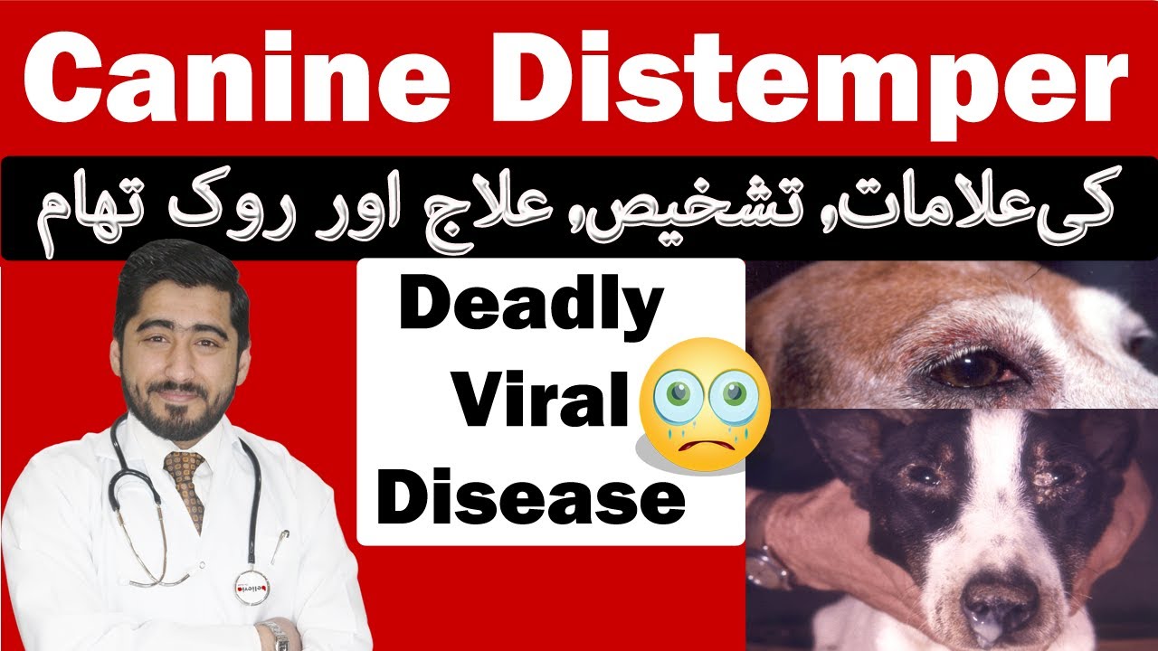 Canine Distemper Cd Deadly Viral Disease Diagnosis Signs Treatment Prevention Youtube