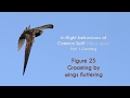 Common swift  in flight grooming  figure 25  grooming by wings fluttering