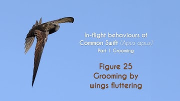 COMMON SWIFT - In flight grooming - FIGURE 25 : Grooming by wings fluttering