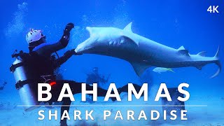 Sharks of The Bahamas (4k)  Tiger, Great Hammerhead, Lemon, Nurse and Reef sharks