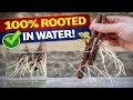 How To Root Grape Vines In Water Easiest Method For Beginners Tips