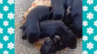 Rotweliar Puppy Sell Shasta Hi Sasta