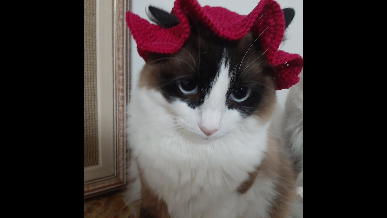 Chapéu de Croche para gato / cachorro - Crochê para pet - Nó Chic Crochê - Kátia