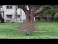 Dancing peacock in umbhrat gujrat india