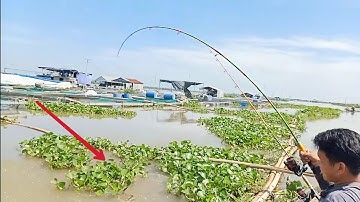 Đứng tim, run tay câu cá trúng ổ cá tra, cá dồ đém khủng đầu năm | Câu cá trên bè T309