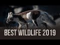 My 5 BEST NATURE PHOTOS 2019 || Muskox, Arctic Fox &amp; Forest Photography.
