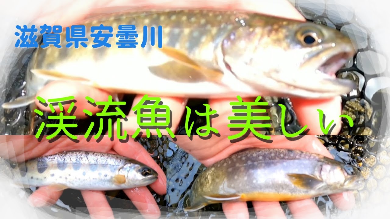 渓流魚を求めて新緑深まる渓流へ(滋賀県安曇川上流葛川)