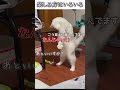 猫のおもしろ動画にツッコミどころ満載なアフレコしてみた＃480【おもちゃ】【ハプニング映像】#shorts　#アフレコ #面白動画