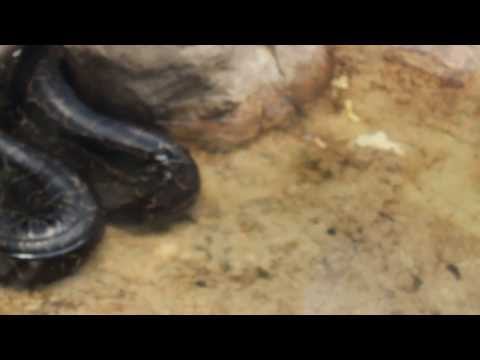 African Rock Python @ ZOO Antwerp