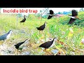 Traditional Wild Bird Trap Skills #ForestLifeMystery