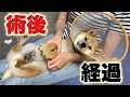 豆柴富 去勢手術後の経過を追ってみた！傷口かゆい…