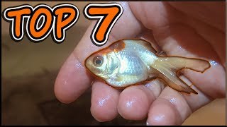 TOP 7 REASONS WHY YOU SHOULD BUY A GOLDFISH!