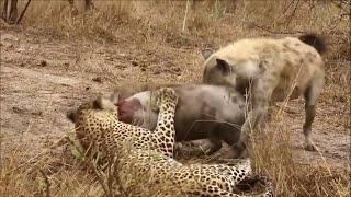 Leopard and Hyena Share The Warthog